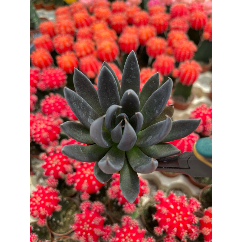 Echeveria Black Knight