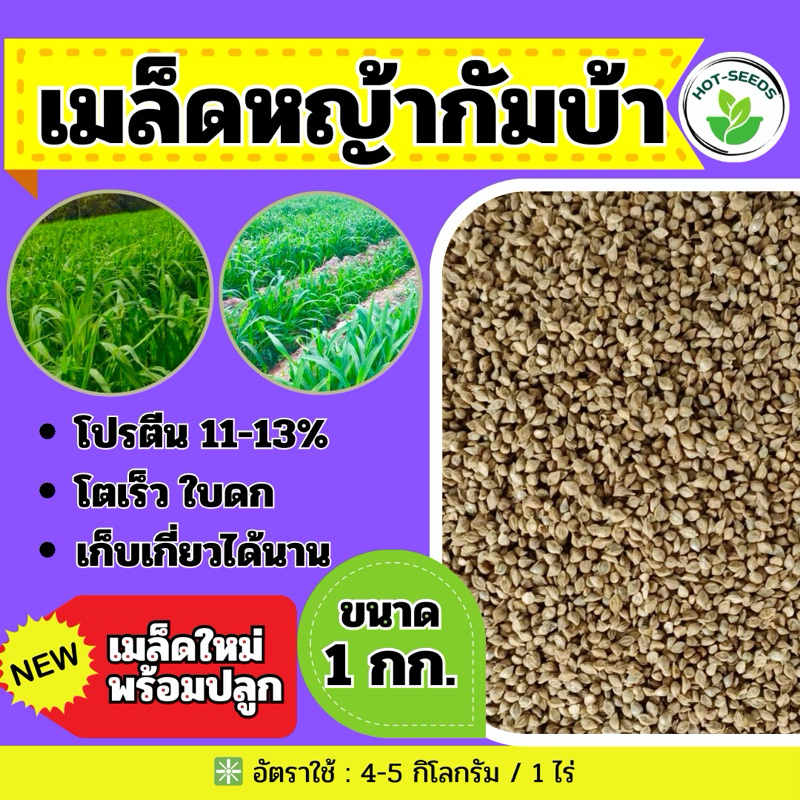 🔰 กัมบ้า เมล็ดหญ้ากัมบ้า 1 กิโลกรัม.(รับประกันการงอก)💯