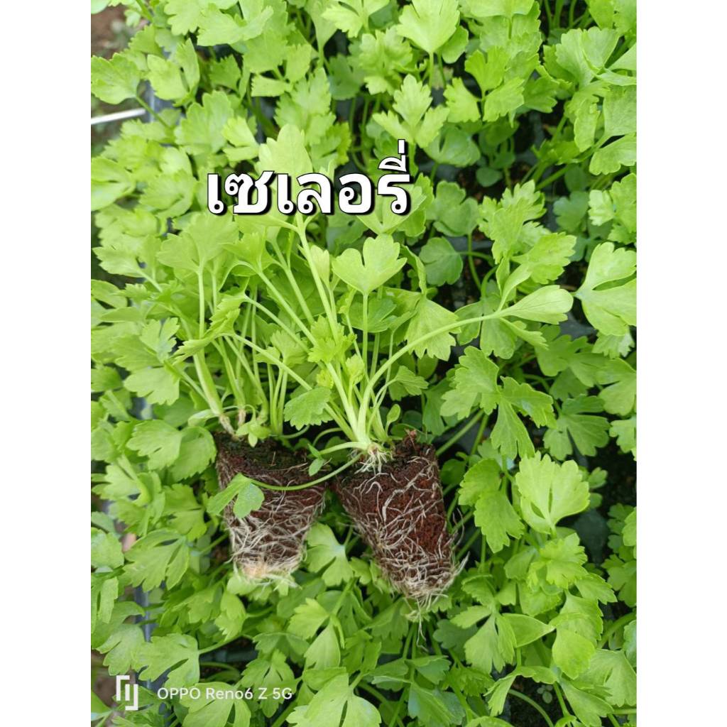 ต้นกล้าเซอเลอรี่ พร้อมปลูก 105 หลุม