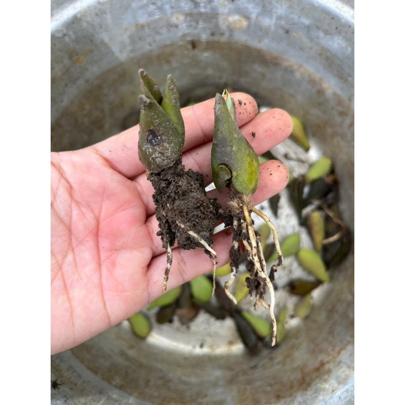 ลูกแสม เมล็ดแสม สำหรับนำไปเพาะกล้าเอง จำนวน 20 เม็ด - รูปที่ 3