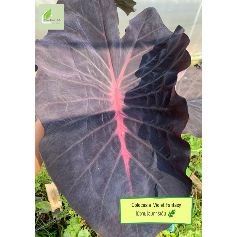 โคโลคาเซียไวโอเลตแฟนซี(Colocasia Violetfantasy)ไม้ฟอกอากาศ ไม้มงคลบอนสี ไม้ประดับไม้แต่งสวน ราคาถูกสุดๆ ไม้ด่าง ไม้หายาก