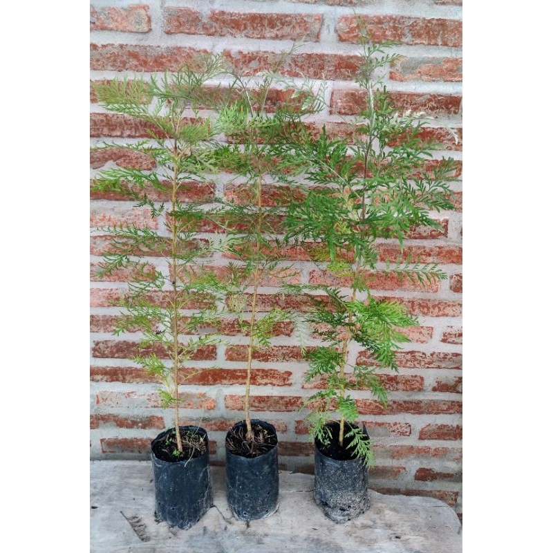 ต้นซิลเวอร์โอ๊ค Silver Oak ไม้ฟอกอากาศ ต้นสูง50-70cm