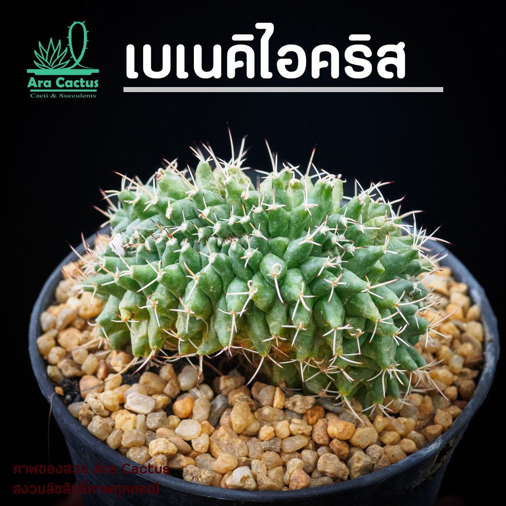 สวนขายเอง! แมมบูคาเลนซิสคริส Mammillaria bucareliensis  ไซส์กระถาง 3 นิ้ว แคคตัส กระบองเพชร ต้นไม้ประดับ อวบน้ำ แคนตัส