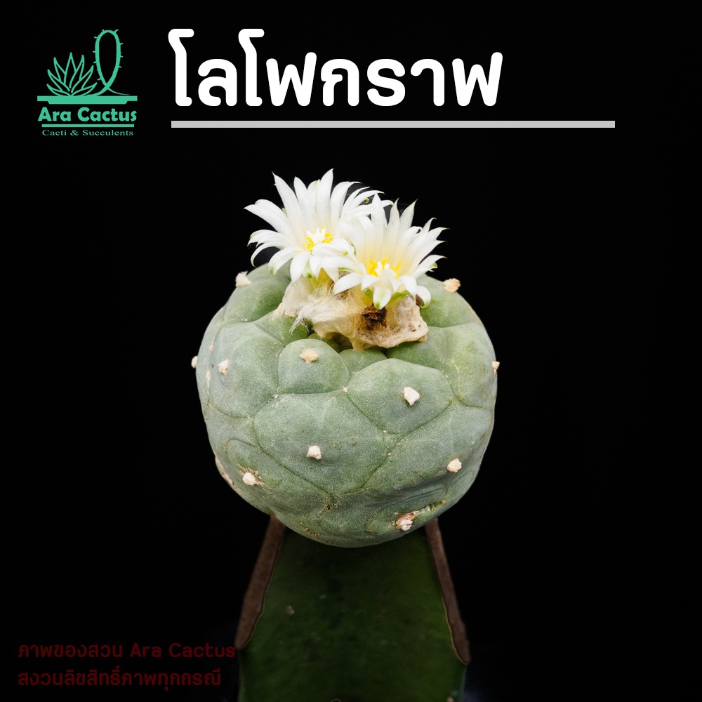 ไม้กราฟ! โลโฟดิฟฟูซา Lophophora diffusa **ไม้กราฟเสียบยอด** แคคตัส กระบองเพชร ไม้ประดับ ตะบองเพชร