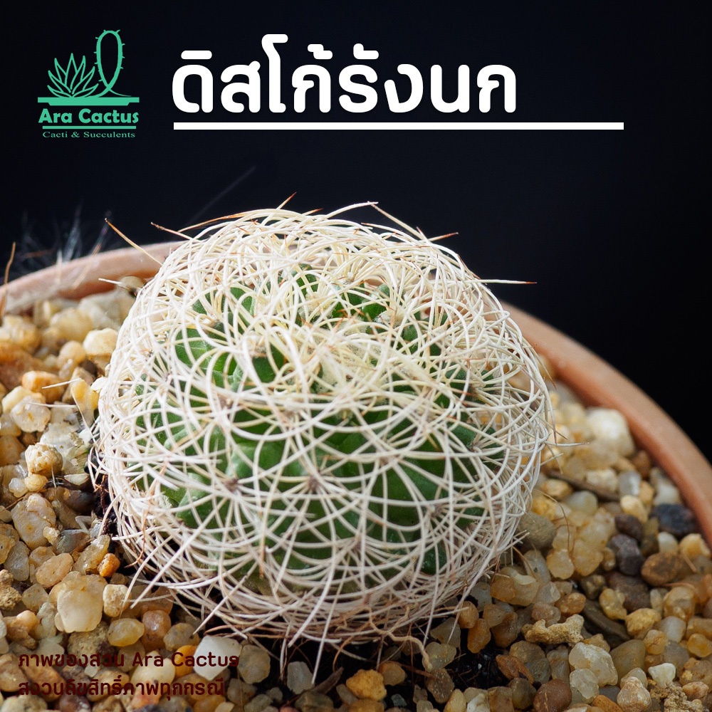 สวนขายเอง! ดิสโก้รังนก Discocactus araneispinus ไซส์กระถาง 2-3 นิ้ว แคคตัส กระบองเพชร ไม้ประดับ