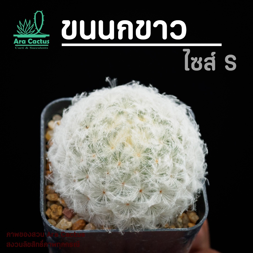 ขายโล๊ะ! แมมขนนกขาว Mammillaria plumosa ไซส์กระถาง 2 นิ้ว แคคตัส กระบองเพชร ตะบองเพชร ต้นไม้ประดับ