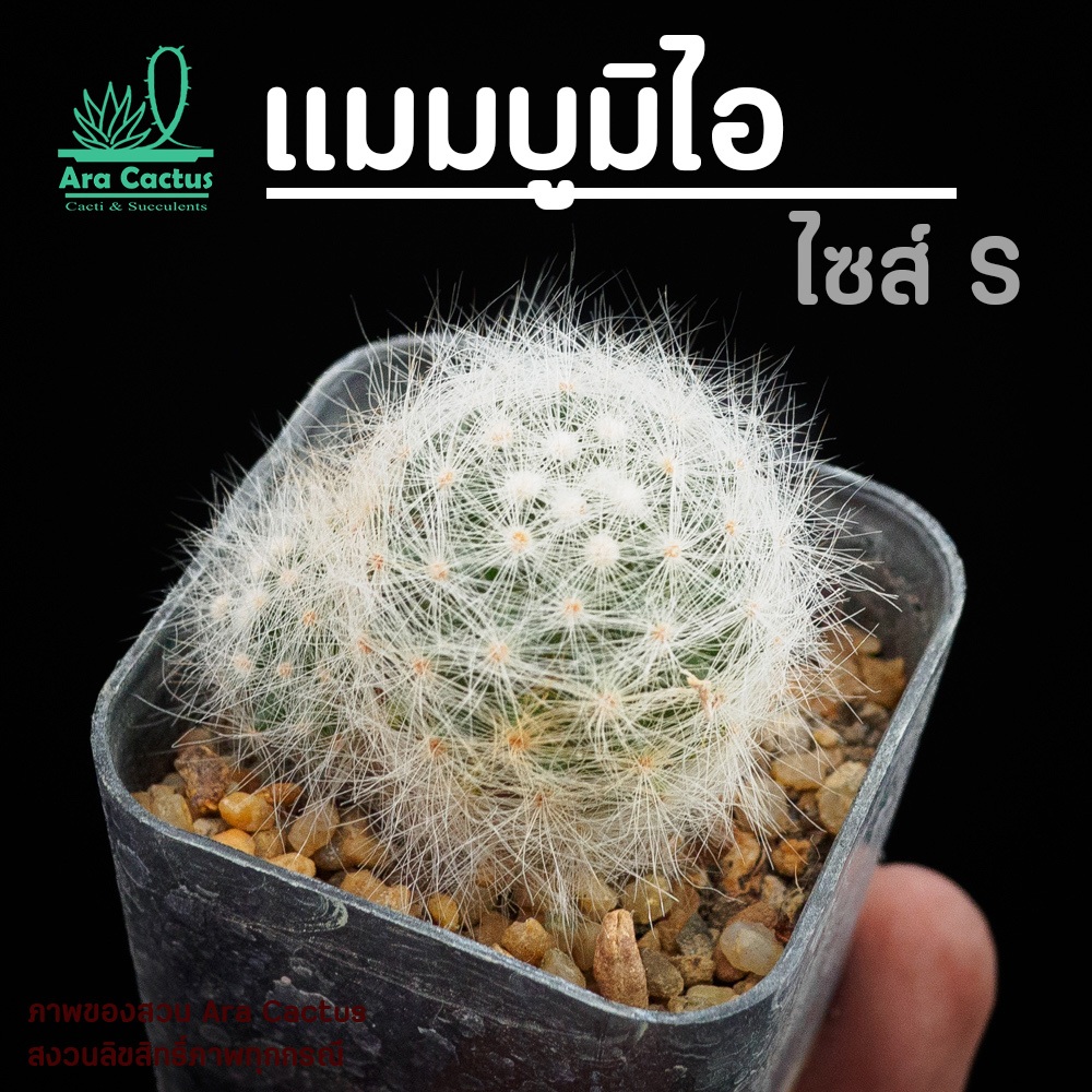 สวนขายเอง! แมมโยกัง Mammillaria compressa Yokan ไซส์กระถาง 2-3 นิ้ว แคคตัสสวยๆ กระบองเพชรสวยๆ