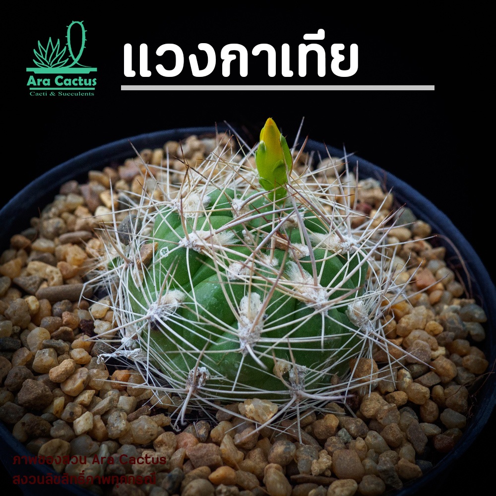 สวนขายเอง! แวงกาเทีย Weingartia neocumingii ไซส์กระถาง 2 นิ้ว แคคตัส กระบองเพชร ต้นไม้ประดับ อวบน้ำ  แคนตัส  ตะบองเพชร