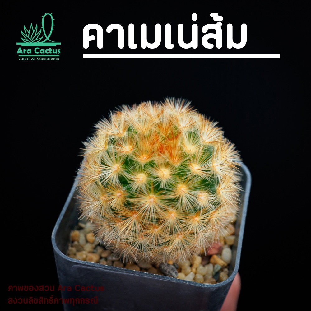 สวนขายเอง! แมมคาเมเน่ส้ม Mammillaria carmenae สีส้มไซส์กระถาง 2 นิ้ว แคคตัส แคนตัส กระบองเพชร ตะบองเพชร ต้นไม้ประดับ