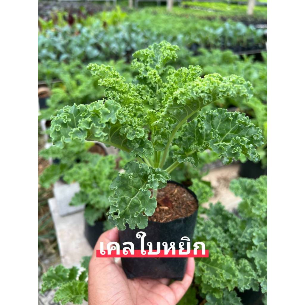 ต้นกล้า เคลใบหยิก เคลม่วง ไดโนเคล ราชินีผักเคล พร้อมปลูก แข็งแรง