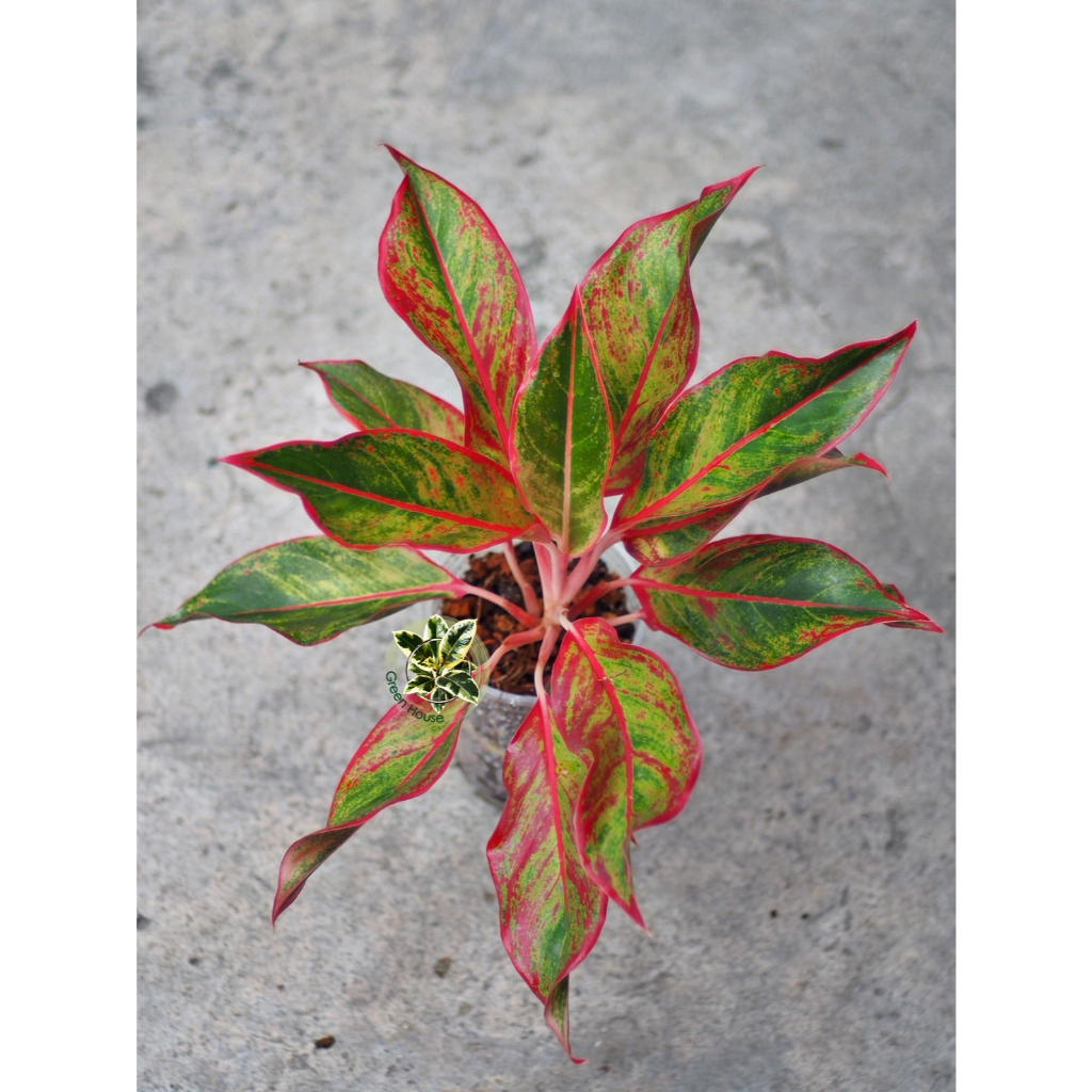 Aglaonema siam aurora อโกลนีมา สยามออโรร่า