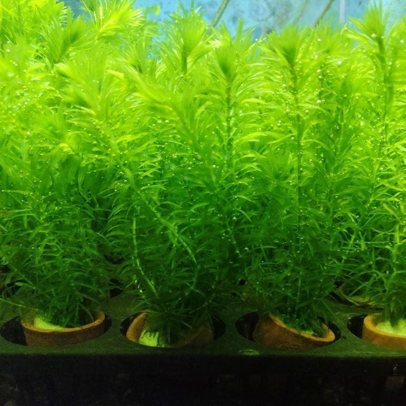 สาหร่ายเดนซ่านอก  (Egeria Densa) ต้นไม้น้ำตู้ปลา เลี้ยงง่าย ช่วยให้น้ำใส เขียวสวยเลี้ยงง่ายส่งพร้อมกระถาง