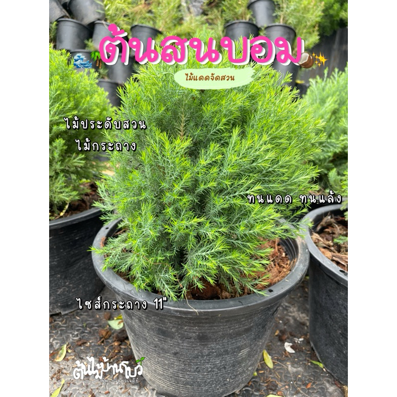 ต้นสนบอม ไซส์กระถาง 11" ตกแต่งสวน,ไม้กระถาง พุ่มสวยๆ