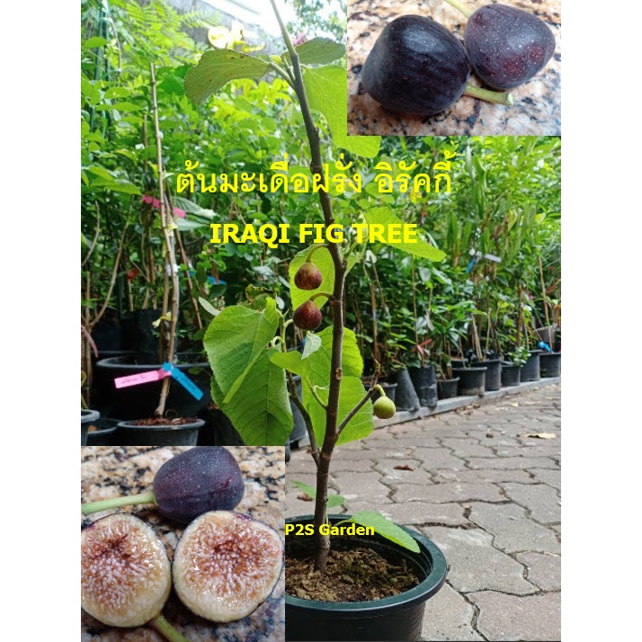 ต้น มะเดื่อฝรั่ง พันธ์ยอดนิยม อิรักกี้ Iraqi figs สูง 20-80 ซ.ม. ต้นติดผล ไม่ต้องรอชิมนาน