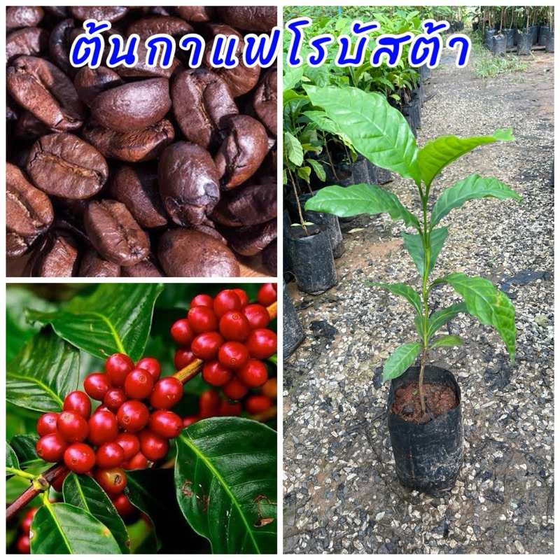 ต้นกาแฟโรบัสต้า เพาะเมล็ด ปลูกง่ายทนแดดทนร้อนได้ดีสามารถปลูกในกระถางได้