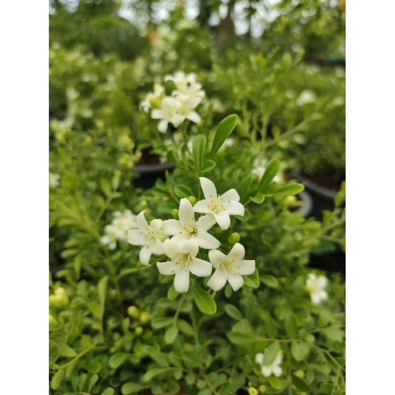 ต้นแก้วแคระอินโด (Murraya paniculata (L.) Jack  เป็นไม้แดด ออกดอกตลอดปี