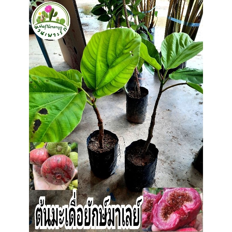 ต้นมะเดื่อยักษ์มาเลย์ มะเดื่อมาเลย์