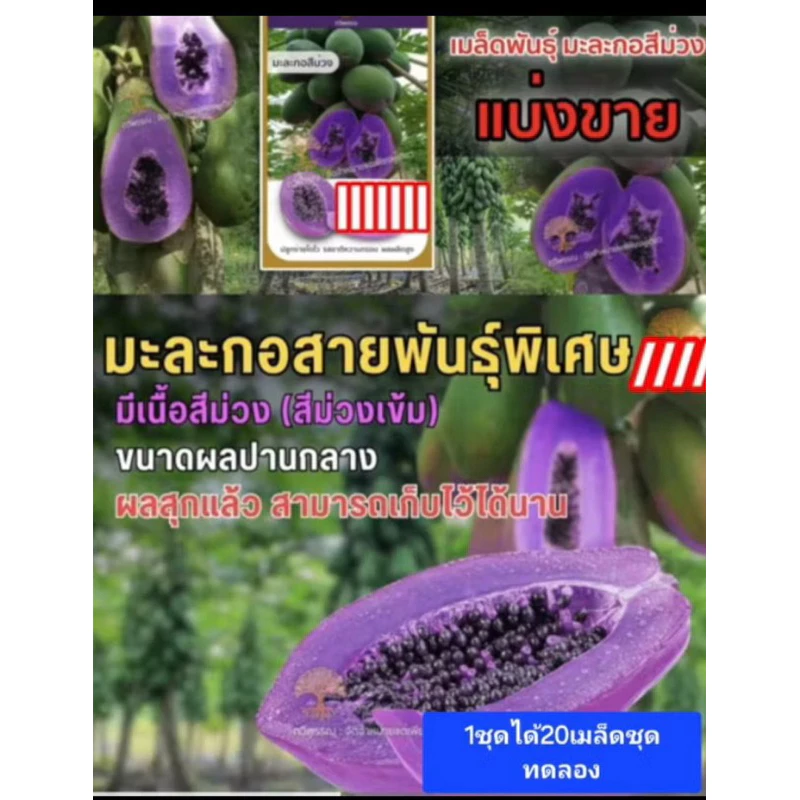 มะละกอสีม่วง1ชุดได้20เมล็ด