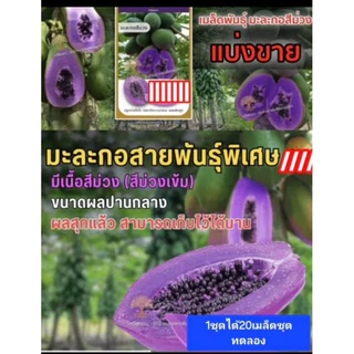 มะละกอสีม่วง1ชุดได้20เมล็ด