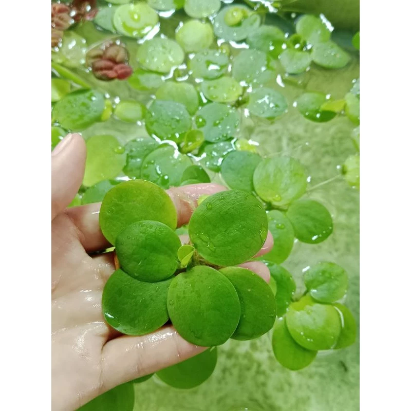 ดอกจอกญี่ปุ่นเขียว5ดอก100