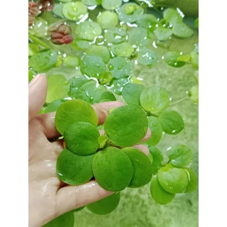 ดอกจอกญี่ปุ่นเขียว5ดอก100