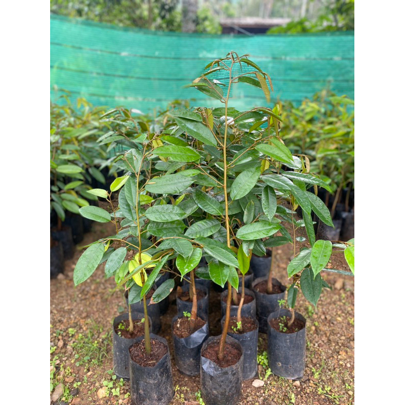 ต้นทุเรียนชะนีไข่🌿☘️🌿