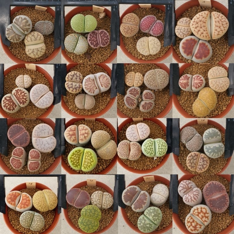 Lithops ไลทอป หินมีชีวิต คละสายพันธ์ แบบต้นเดี่ยว และฟอร์มกอ ไม้เพาะเมล็ด จัดส่งทั้งกระถาง