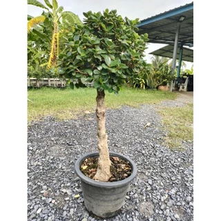 ต้นช้อนเงินช้อนทอง ฟอร์มหัวใหญ่ใบแน่น ต้นสูง 60-80 cm ไม้มงคล ดีไซน์สวยเหมาะแก่การจัดสวนมากค่ะ ถูกๆจากสวน