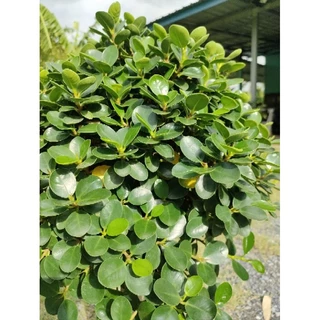 ต้นช้อนเงินช้อนทอง ฟอร์มใหญ่งานกระถาง 15 นิ้ว สูง 80-100cm ไม้มงคล ดีไซน์สวยเหมาะแก่การจัดสวนมากค่ะ ถูกๆจากสวน