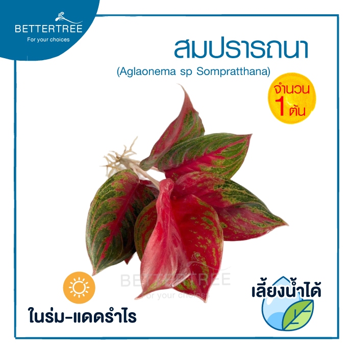 สมปราถนา(จำนวน 1 ต้น)เลี้ยงน้ำได้ ไม้มงคล ไม้ฟอกากาศ - รูปที่ 2