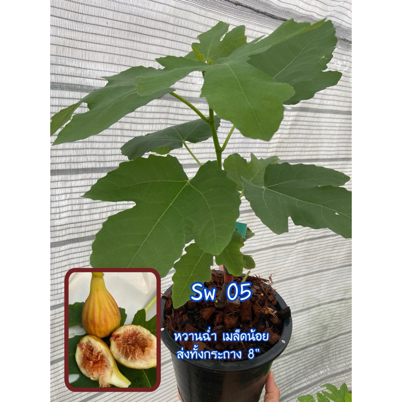 ต้นมะเดื่อฝรั่ง sw05 หวานเนียน ดกมาก ต้นขนาดกลาง /sw05 figs tree medium size 8“potted