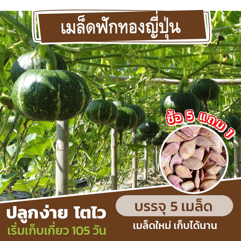 เมล็ด ฟักทองญี่ปุ่น แบ่งขาย 5 เมล็ด (ซื้อ 5 แถม 1) คละชนิดได้