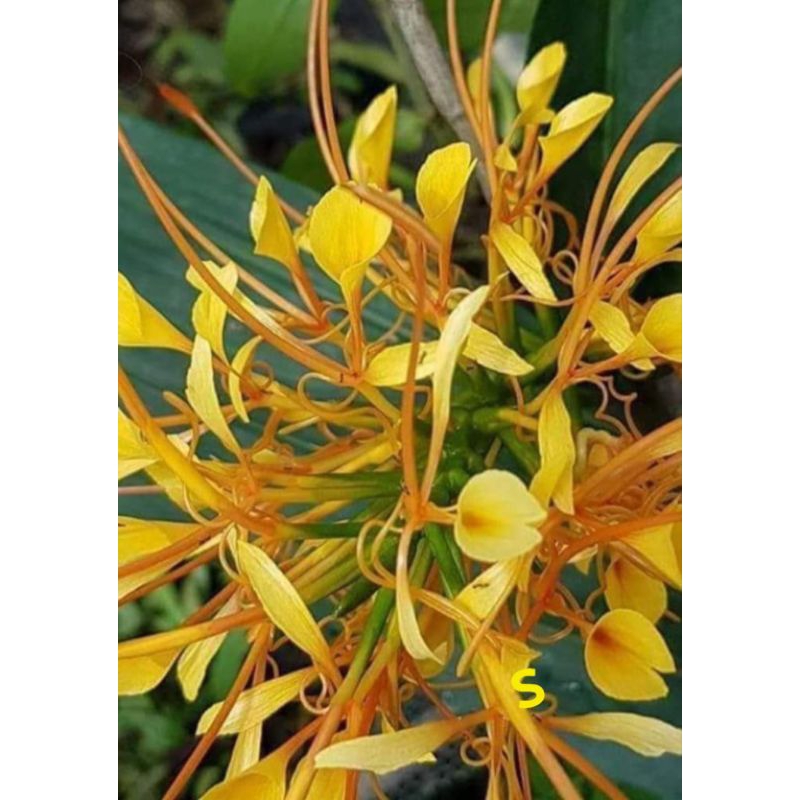 มหาหงส์ Australia ดอกสีเหลืองมหาหงส์ดอกสีขาวไส้ส้มใบด่างดอกสีชมพูอริสเบทดอกสีขาวไส้เหลืองดอกสีส้มมหา