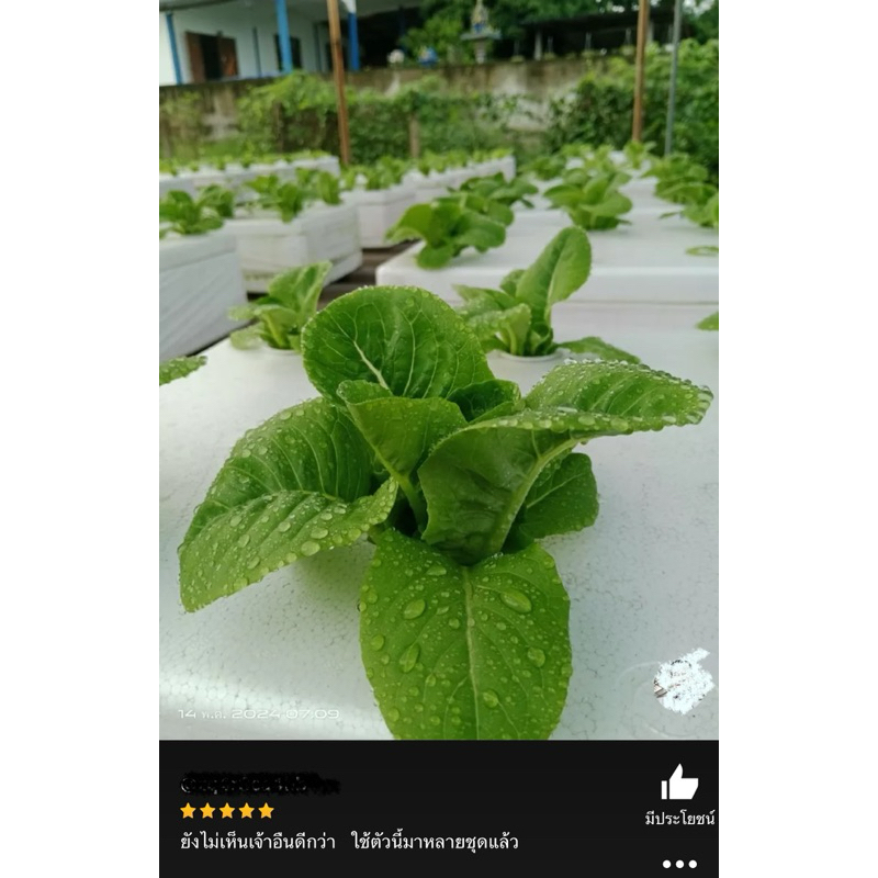 เมล็ดพันธุ์ เบบี้กรีนคอส 100 เมล็ด [ 10แถม2 ]คละได้ - รูปที่ 5