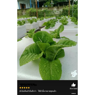เมล็ดพันธุ์ เบบี้กรีนคอส 100 เมล็ด [ 10แถม2 ]คละได้