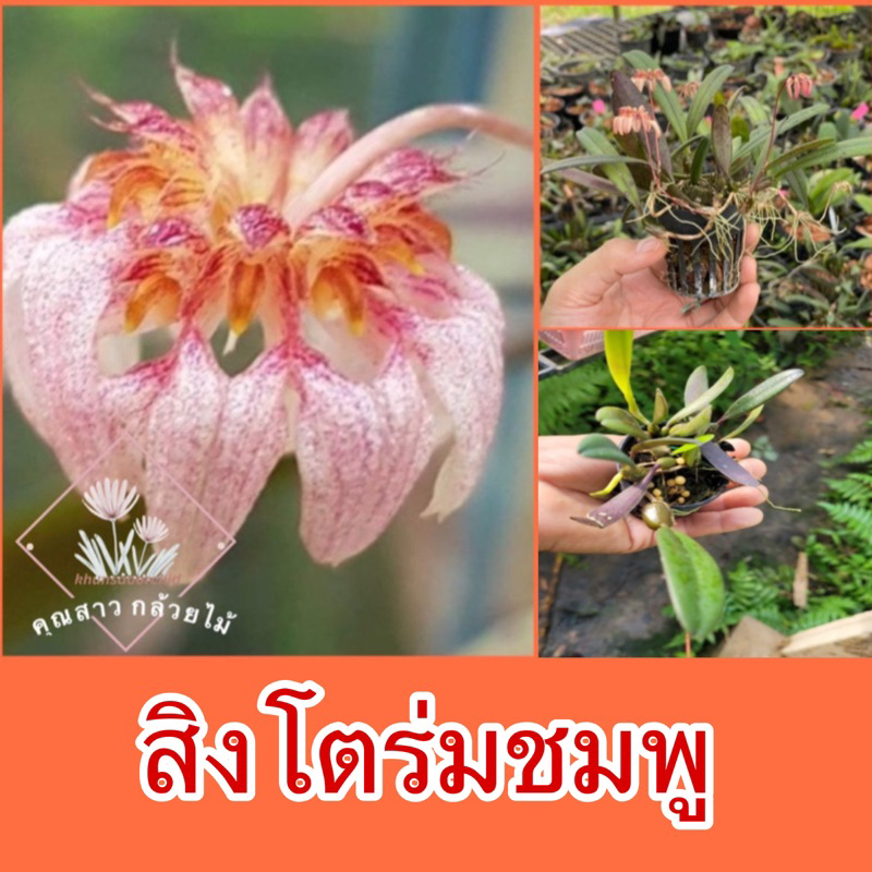 กล้วยไม้ สิงโตร่มชมพู กระถางเจี๊ยบ