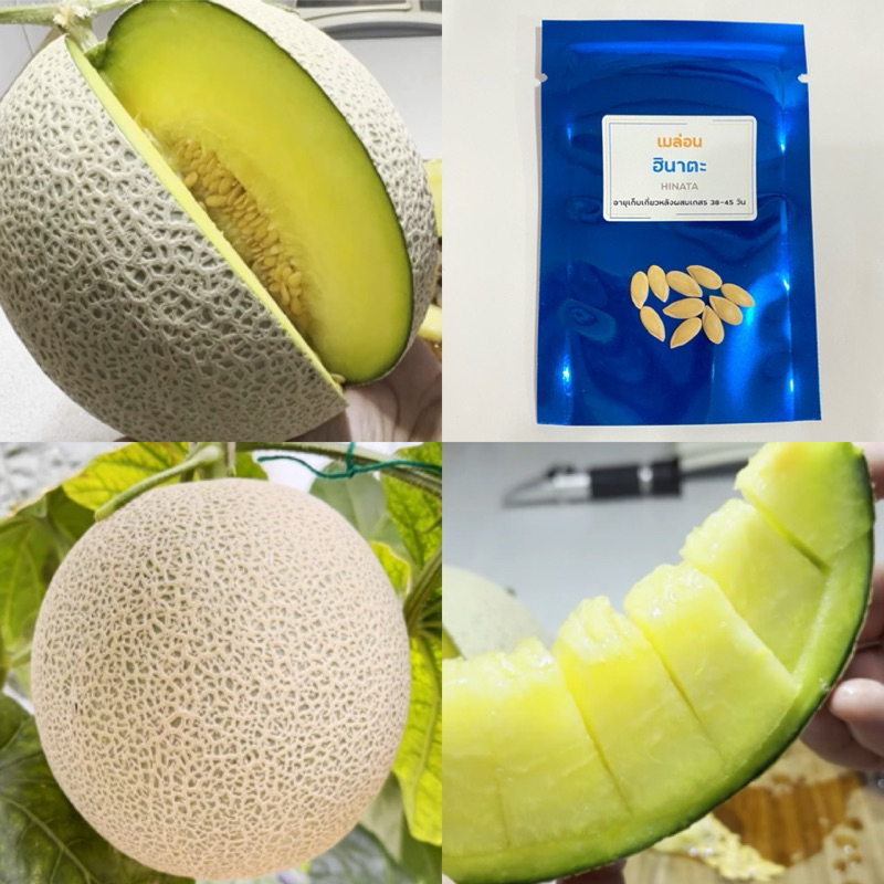 เมล็ดพันธุ์เมล่อนฮินาตะ เมล่อนญี่ปุ่น เนื้อนุ่ม สีเขียว HINATA Melon