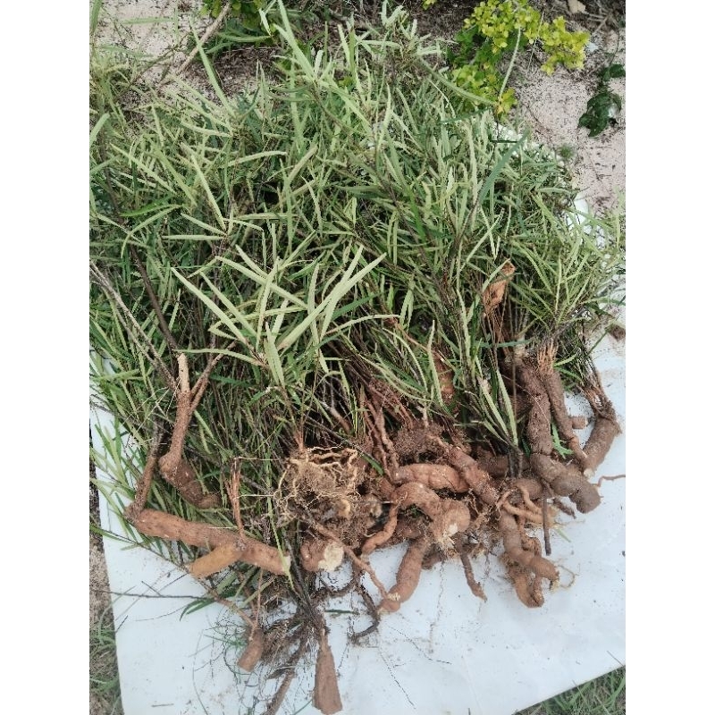 ต้นแจง สมุนไพรแจง (ขายเหง้าชำ1ชุด2ต้น100บาท)เหง้าใหญ่สูงประมาณ 60-70 cm ขึ้นไป