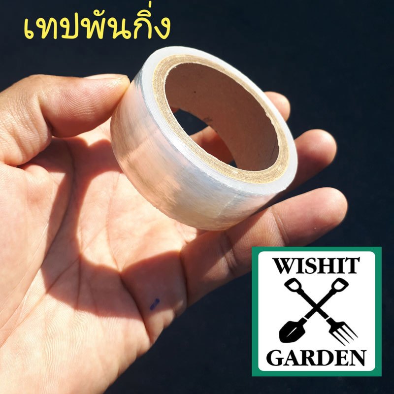 เทปพันกิ่ง สำหรับเสียบยอดชวนชม ติดตากิ่ง ทาบกิ่ง เสียบกิ่งชวนชม