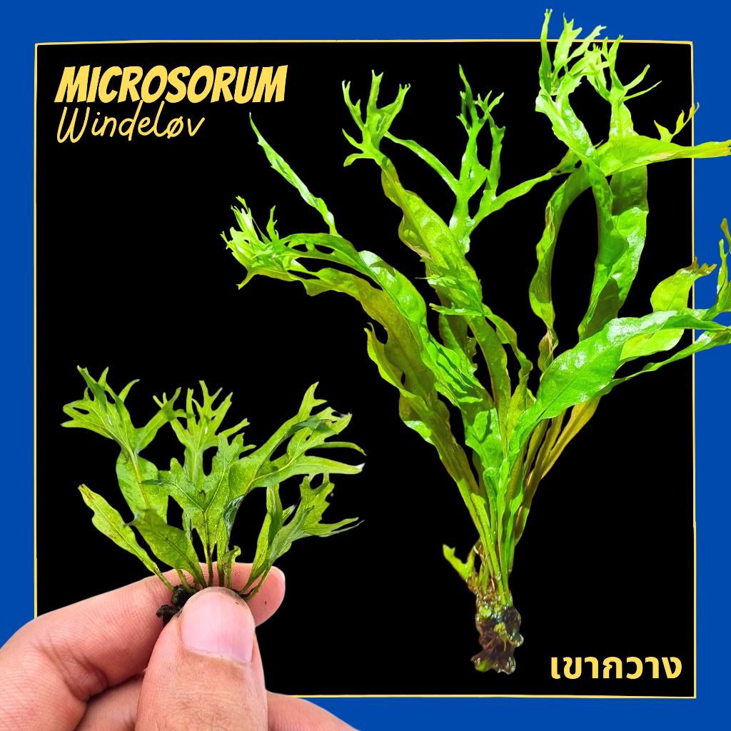 เฟิร์นรากดำ เขากวาง เลือกขนาดได้- MICROSORUM PTEROPUS ‘WINDELOV’ ต้นไม้น้ำ