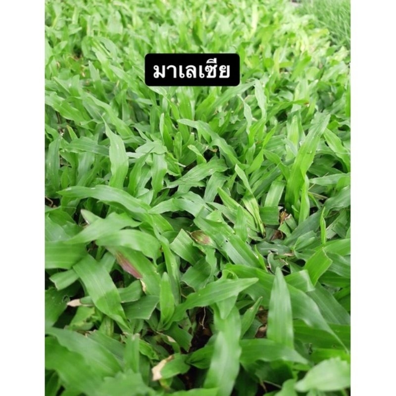 หญ้ามาเลเซีย(Malaysia grass)ใบใหญ่ นุ่ม ขนาด 50x100 cm
