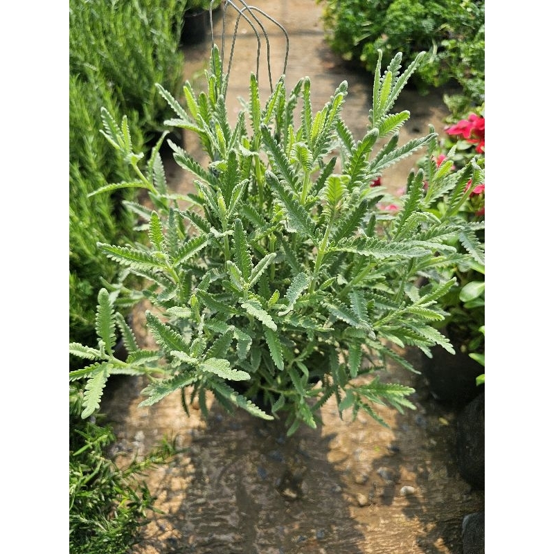 ลาเวนเดอร์ ไฮบริด ( lavender hybrid ) กระถาง 8"