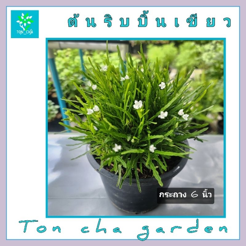ต้นริบบิ้นแดง ต้นริบบิ้นเขียว มีดอกสีขาว ไม้ทนแดด ไม้มงคล