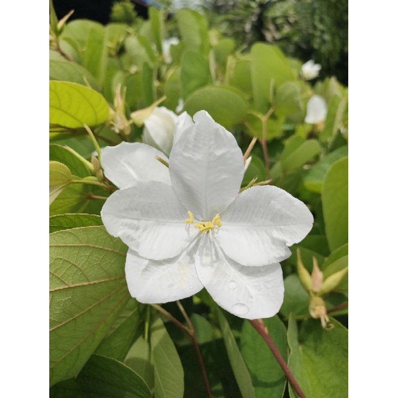 ต้นกาหลง(Snowy Orchid Tree) ดอกสีขาว มีสรรพคุณมากมาย ต้นแข็งแรงพร้อมปลูก
