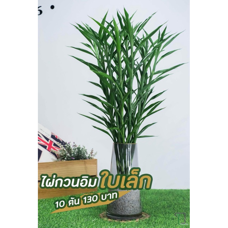 ไผ่กวนอิมใบเล็ก ตัดสด ไม่มีราก สูงประมาณ 50-65cm