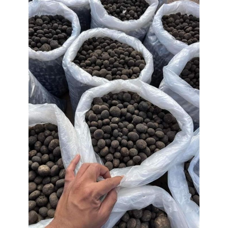 หัวเชื้อเห็ดเผาะหนังสุตรเข้มข้นขนาดทดลอง100กรัม(เชื้อปีนี้)