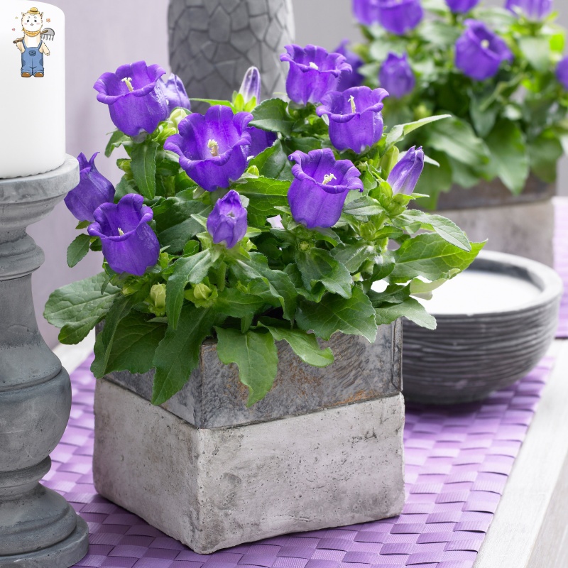 150เมล็ด เม็ดพันธุ์ เบลล์ฟลาวเวอร์ บอนสี บรรจุ สีผสม Bellflower Seeds Flower Seeds ปลูกง่าย อัตราการงอกสูง - รูปที่ 3