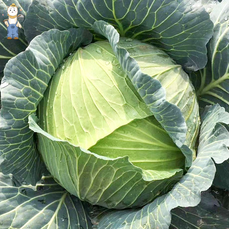 เมล็ดพันธุ์ กะหล่ำปลี เขียว กะหล่ำปลียักษ์ บรรจุ 150เมล็ด Cabbage Seed Organic Vegetable Seeds คุณภาพดี ราคาถูก ของแท้ - รูปที่ 2