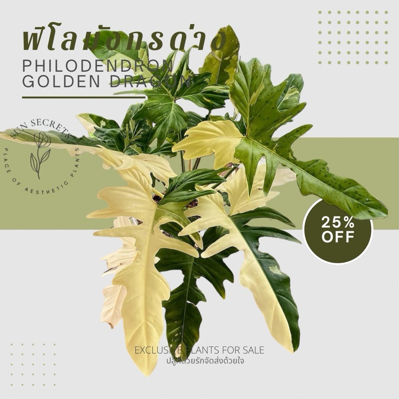 ฟิโลเดนดรอนมังกรด่าง (Philodendron Golden dragon)