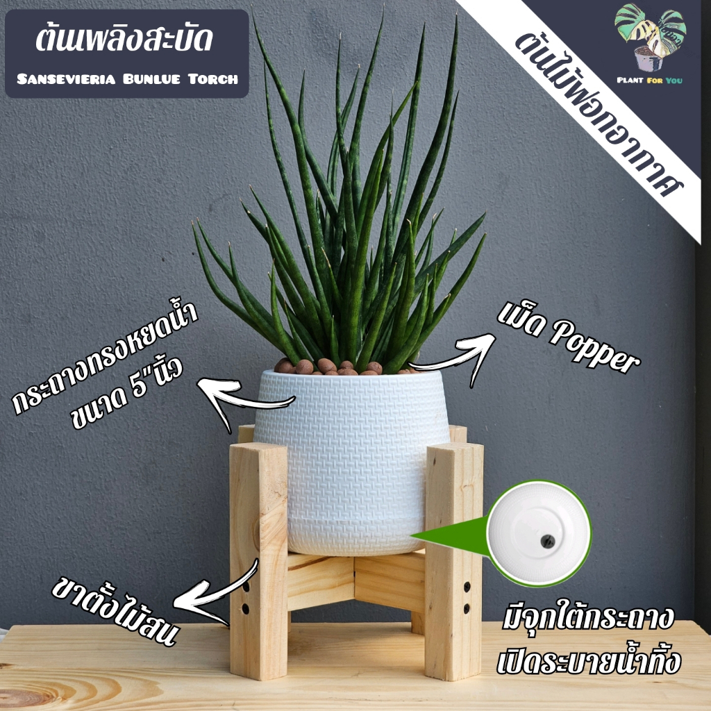 เพลิงสะบัด ( Sansevieria Bunlue Torch ) ครบชุดพร้อมปลูก กระถาง+เม็ดดินเผา+ขาตั้ง (ต้นไม้ฟอกอากาศ)
